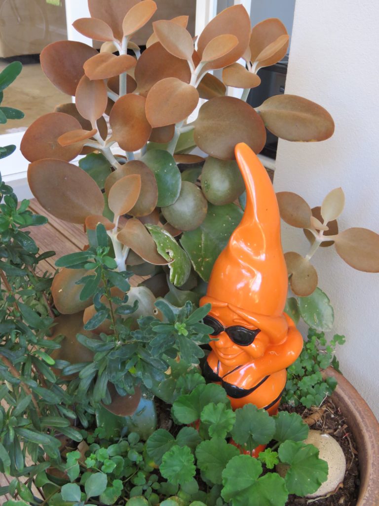 This is potted Copper Spoons or Kalanchoe orgyalis and my cute garden gnome pool ready in her bikini and sunnies 