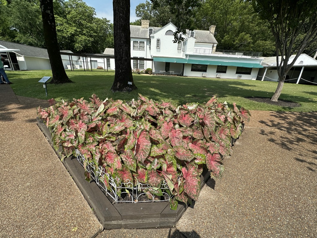 Mass plantings of caladiums